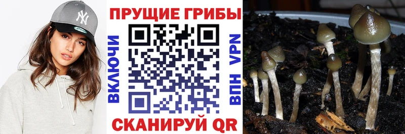 KRAKEN ссылки  Ишимбай  Галлюциногенные грибы MAGIC MUSHROOMS 